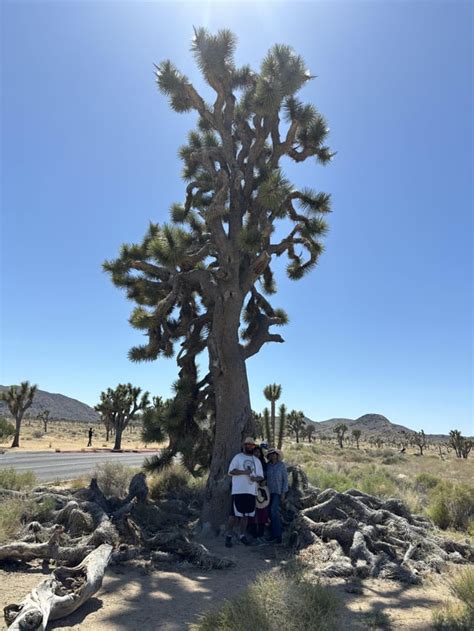 Largest Joshua Tree We Found Was Right Next To The Road Though I Bet