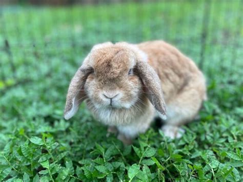 Pedigreed Holland Lop Rabbits For Sale