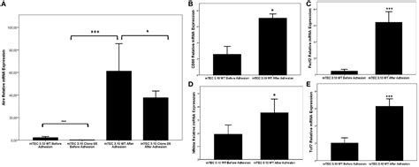 Frontiers Aire Disruption Influences The Medullary Thymic Epithelial