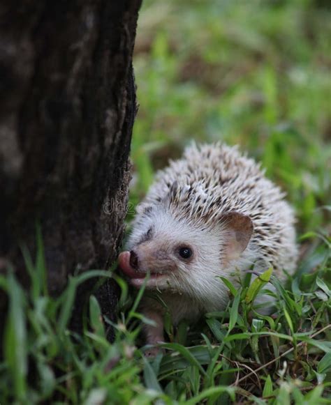 African pygmy hedgehog stock photo. Image of peek, cute - 125706070