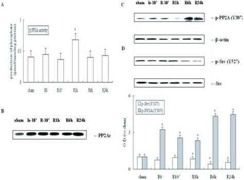 Western Blot Analyses Of P Src And P Pp2a C Levels Following Download Scientific Diagram