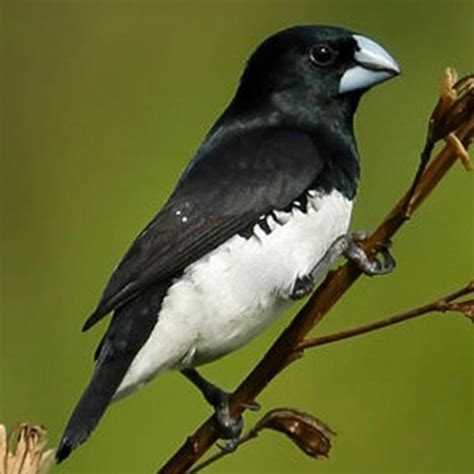 Black And White Finch Bird