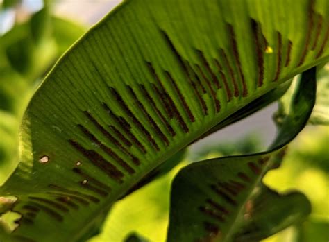 Planting Bird S Nest Ferns In Outdoor Containers The Martha Stewart Blog