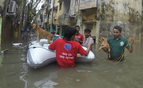 19.CARING FOR ANIMALS IN NATURAL DISASTERS- ANIMAL RESCUE | Reem Al-Sultan