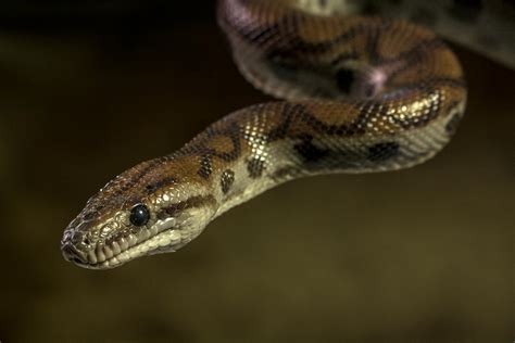 Brown And Black Snake In Close Up Photography · Free Stock Photo