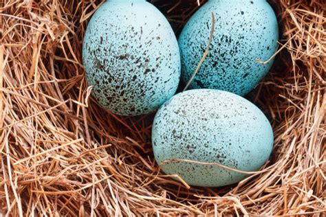 1600 Robin Eggs Stock Photos Pictures And Royalty Free Images Istock