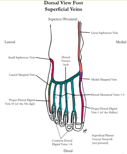 Dorsal Venous Arch Foot