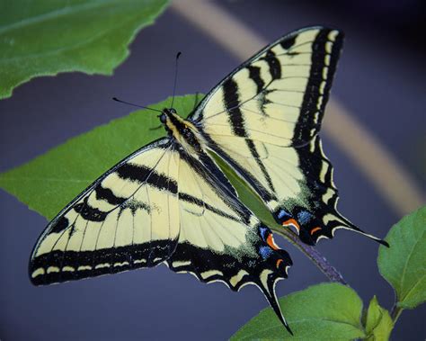 Swallowtail on Sunflower Leaves Photograph by Mike Herron - Fine Art ...