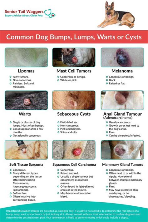 What Do Cancerous Lumps Look Like On Dogs