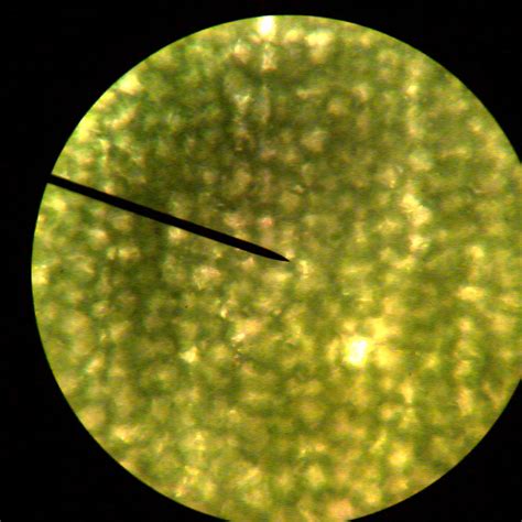 Microscope Plant Cell Real Image Micropedia