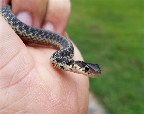 What Does A Baby Black Snake Look Like • Support Wild