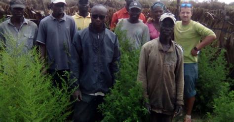 Artemisia la plante miracle contre le paludisme Au Sénégal le