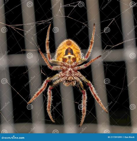 Female Tropical Orb Weaver Spider Eriophora Ravilla Isolated Cutout