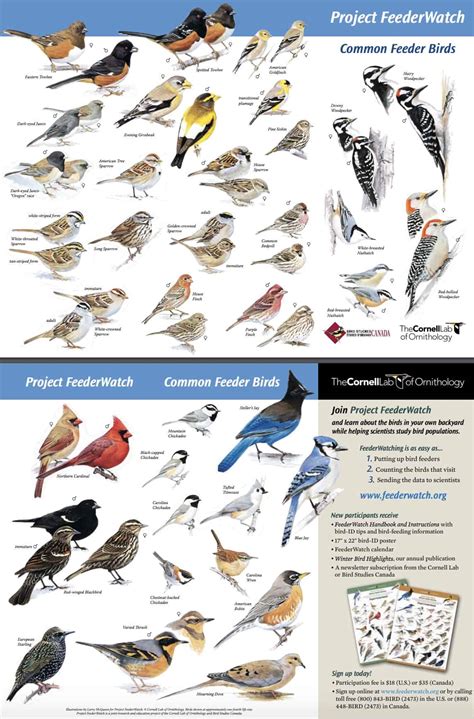 FREE Backyard Birds and Hummingbirds Poster - Science