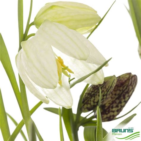 Fritillaria Meleagris Alba Von Bruns Pflanzen