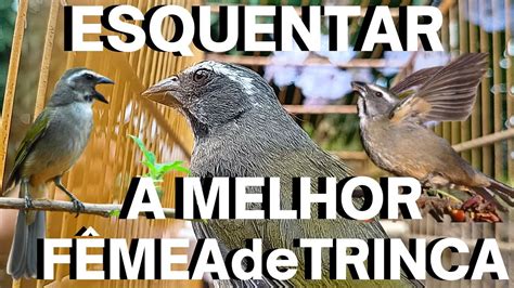 Melhor FÊMEA DE TRINCA FERRO MACHEANDO E CHAMANDO MUITO PARA ESQUENTAR