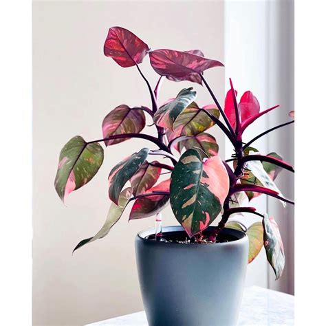 Jual Philodendron Pink Princess Philo Anakan Tanaman Pilodendron