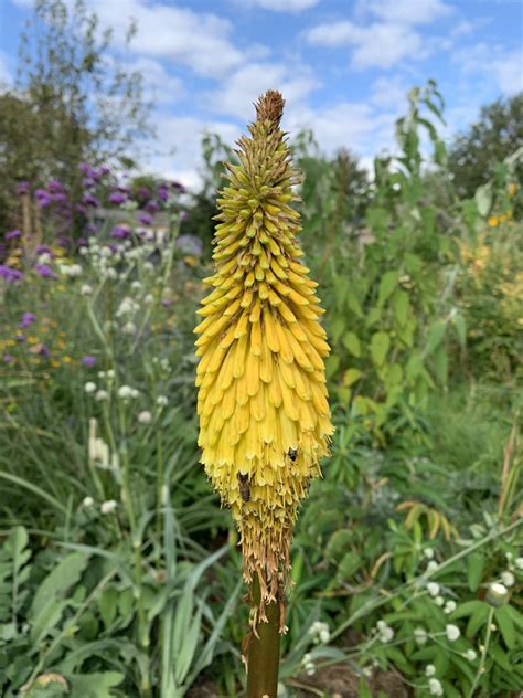 Kniphofia Star Of Baden Baden Andy Gladman