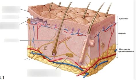 sensory structure Diagram | Quizlet