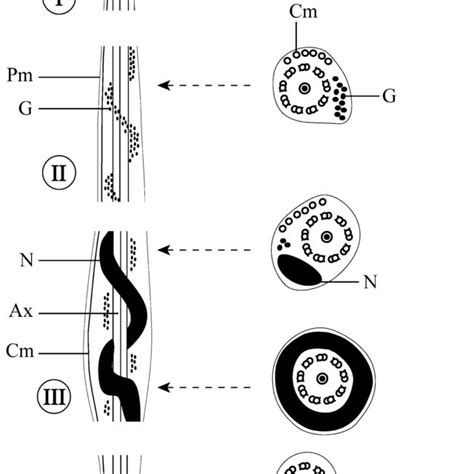 Diagram Showing The Ultrastructural Organization Of The Mature