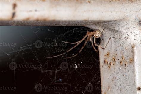 Brown Widow Spider 3797694 Stock Photo at Vecteezy