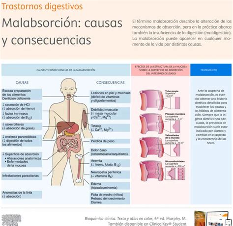 Descubre las devastadoras consecuencias de la mala absorción de nutrientes