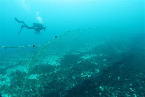 Le Difficile Et Dangereux Travail Des Ramasseurs De Filets Fant Mes