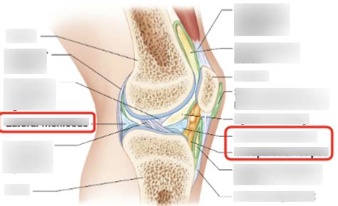 A And P Lecture Exam 2 Knee Joint Diagram Quizlet