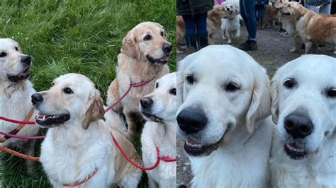 Momento fofura Centenas de golden retrievers se reúnem na Escócia confira