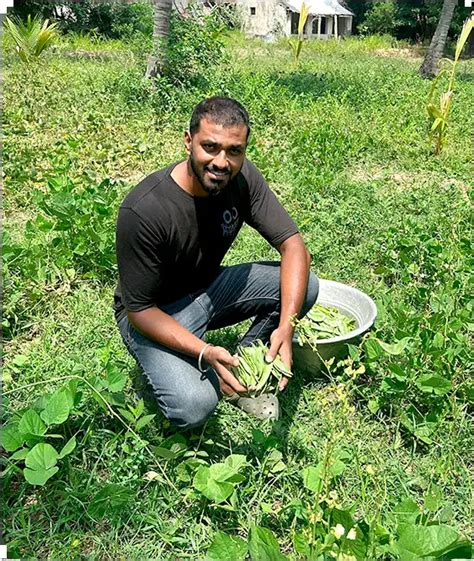 Getfarms Mango Farmland Mango Farm For Sale Mango Farms