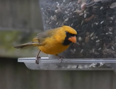 Yellow cardinal spotted in Alabama baffles researchers who say it’s ...