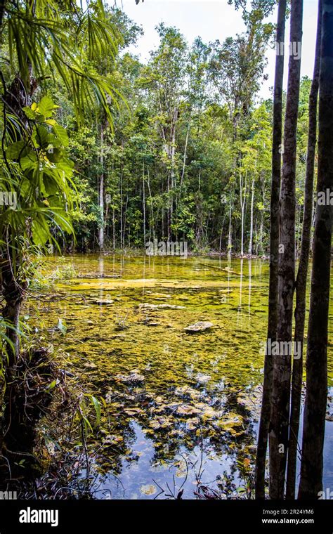 Piscina Esmeralda En La Selva Tropical De Krabi Y Rboles De Manglar