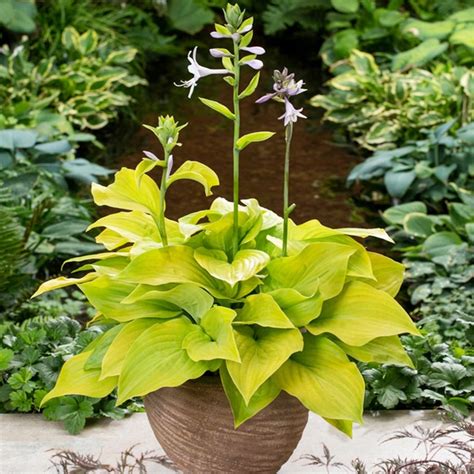 Hosta Hosty Funkia Ki Ren Jyaku 1 Szt Sadzonka 12475742441