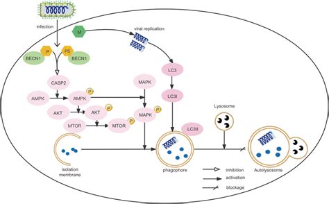 Rabv Rabies Virus Induces Incomplete Autophagy To Promote