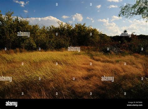 Texas Landscape Prairie Grass Stock Photo Alamy