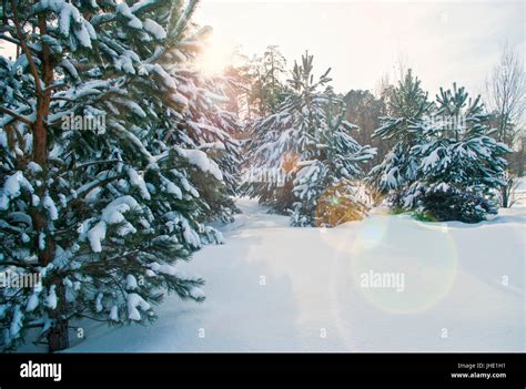 Schneebedeckte Tannen Im Wald Fotos Und Bildmaterial In Hoher