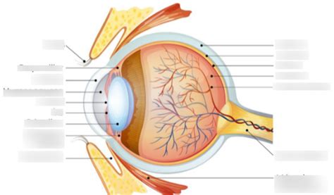 Diagrama Para Anatomia Ocular Quizlet