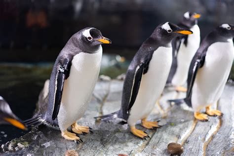 Gentoo Penguin - The Living Planet Aquarium