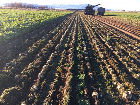 Early Or Prepile Sugarbeet Harvest Germains Seed Technology