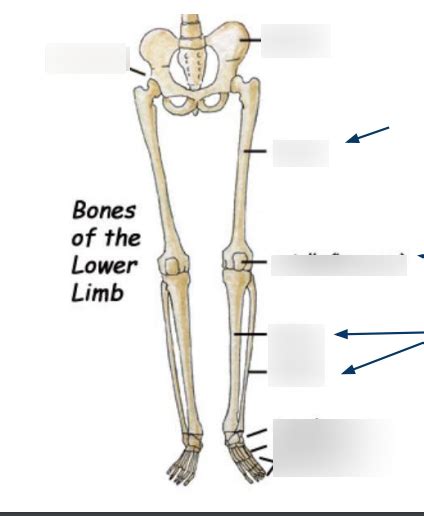 Leg Bones Diagram | Quizlet