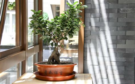 Comment Tailler Un Ficus Ficus Conseils