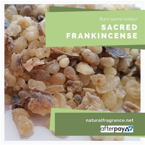 Sacred Frankincense Resin Benefits and Uses | Frankincense resin ...