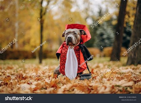 American Bully Dog Dressed Costume Celebration Stock Photo 2190339845 | Shutterstock