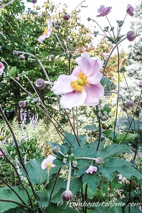 Japanese Anemones How To Grow And Care For These Fall Blooming Flowers