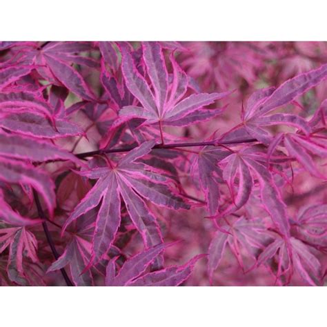 Acer Palmatum Pink Passion Striking Japanese Maple Shirazz