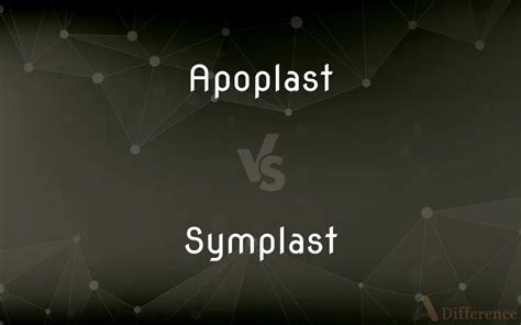 Apoplast Vs Symplast — What’s The Difference