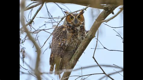 Great Horned Owl Youtube