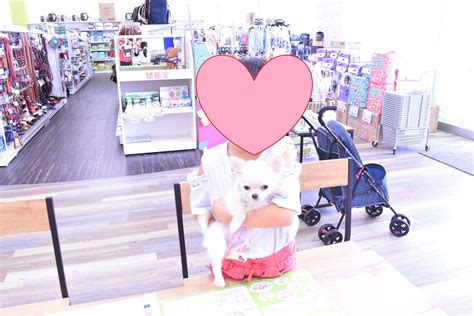 チワワちゃん 【ルビットパーク岡崎店】 子犬・子猫をお探しならペットショッププチマリア｜愛知・岐阜・三重・静岡・東京・神奈川（横浜）・埼玉