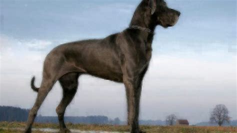 Large Dog Breeds | Dog Breed Guide | Healthy Paws