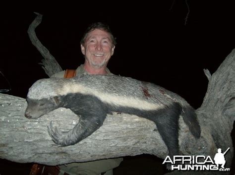 Honey Badger | AfricaHunting.com